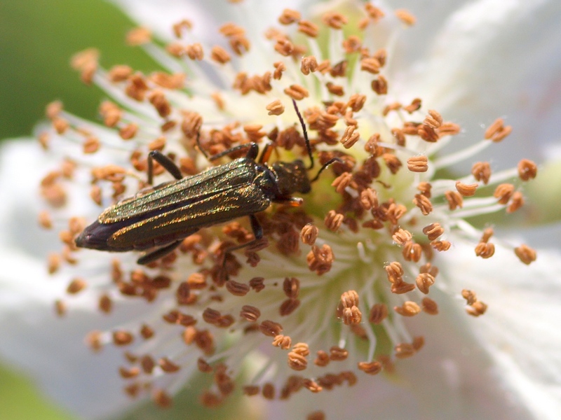 Oedemeridae